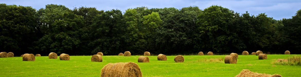 Gestione tecnica, organizzativa ed economica di una impresa agricola